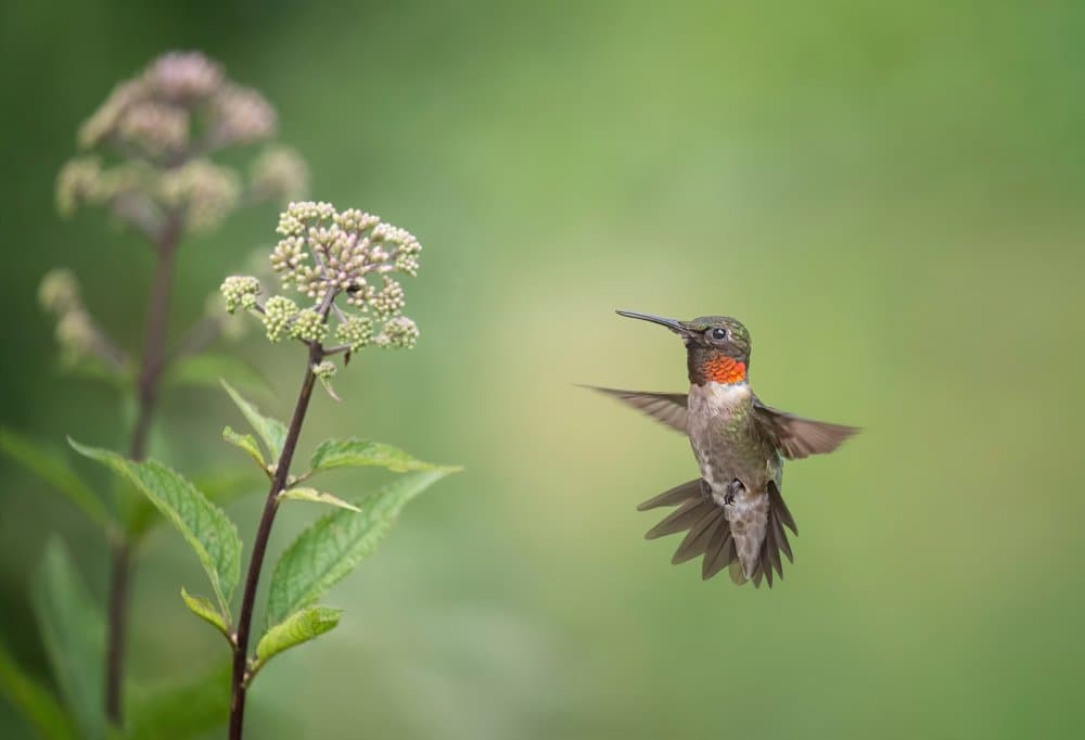 Hummingbird in Flight by Max Wang — canvas wall art