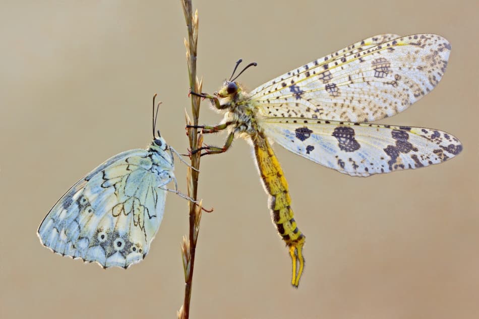 Delicate Insect Encounter by S. Amer — canvas wall art