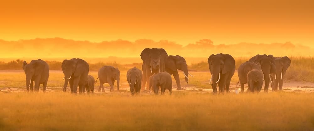 African Elephants Golden Hour