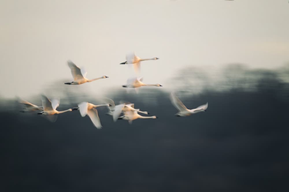 Graceful Swans Flying by Shi &amp Wei — canvas wall art