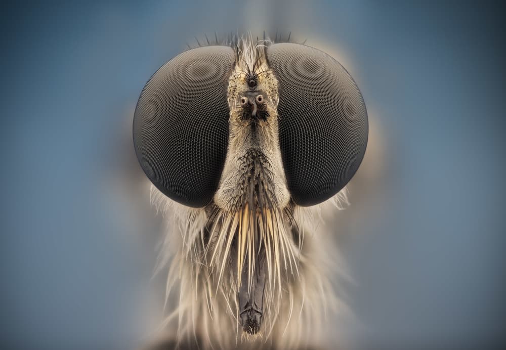 Macro Fly Portrait by Rico Cavallo — canvas wall art