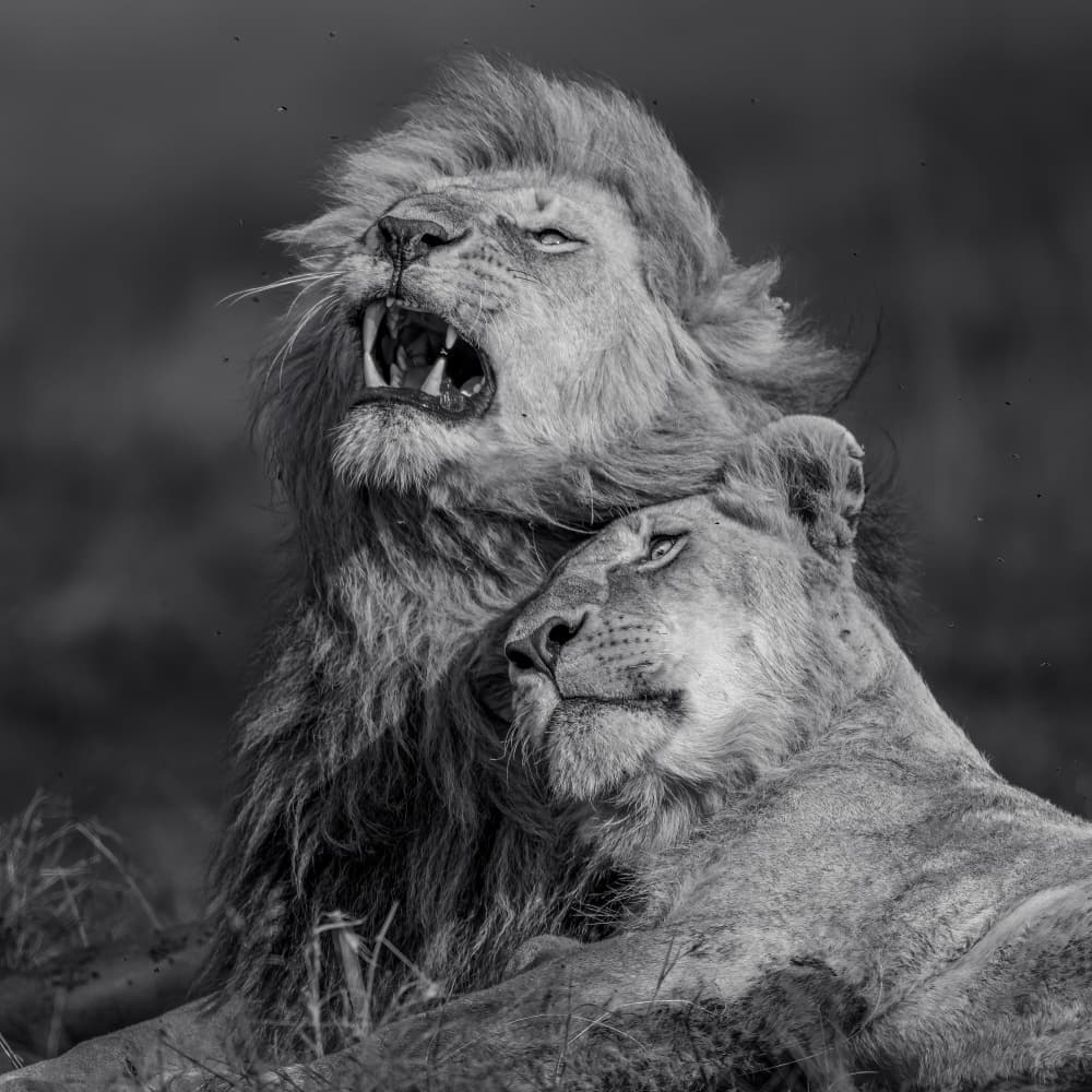 Roaring Lion Couple by Ahmed Elsheshtawy — canvas wall art