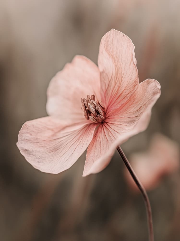 Delicate Blossom by Treechild — canvas wall art