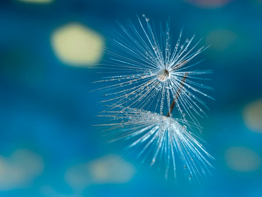 Delicate Dandelion Dewdrops by Xavier Garci — canvas wall art