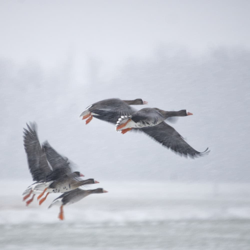 Winter Geese Soar by Gert van den Bosch — canvas wall art