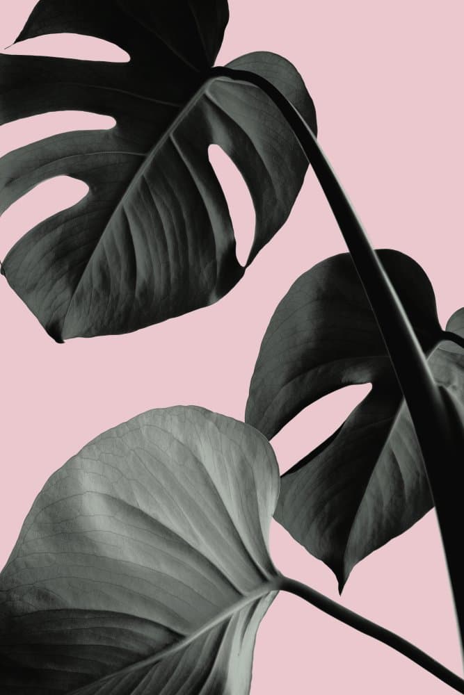 Lush Monstera Pink by Pictufy Studio III — canvas wall art