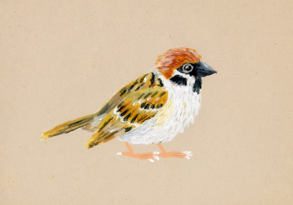 Little Brown Sparrow by Martina Scott — canvas wall art