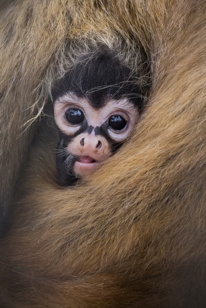 Cute Baby Monkey by Linda D Lester — canvas wall art