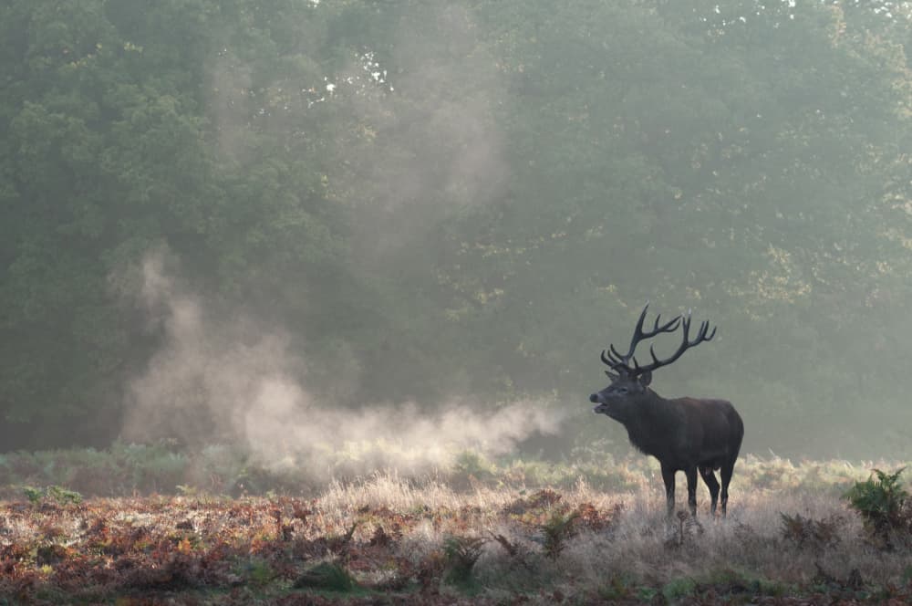 Stag's Misty Morning Roar by Radojica Jevric fotorax — canvas wall art