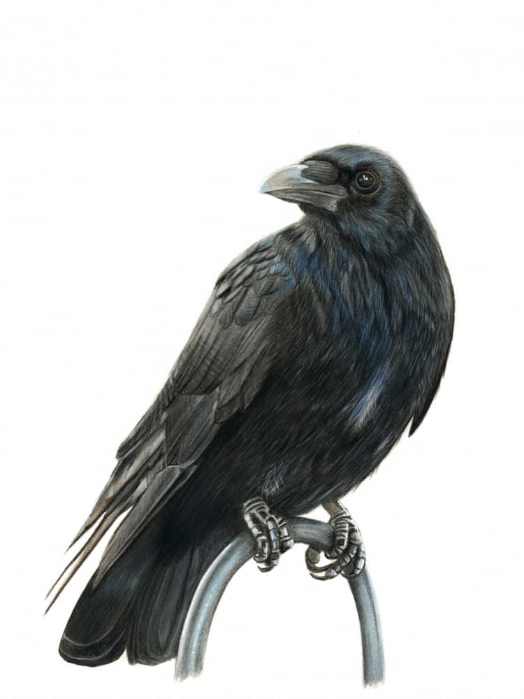 Elegant Black Crow by Angelica Diehn — canvas wall art
