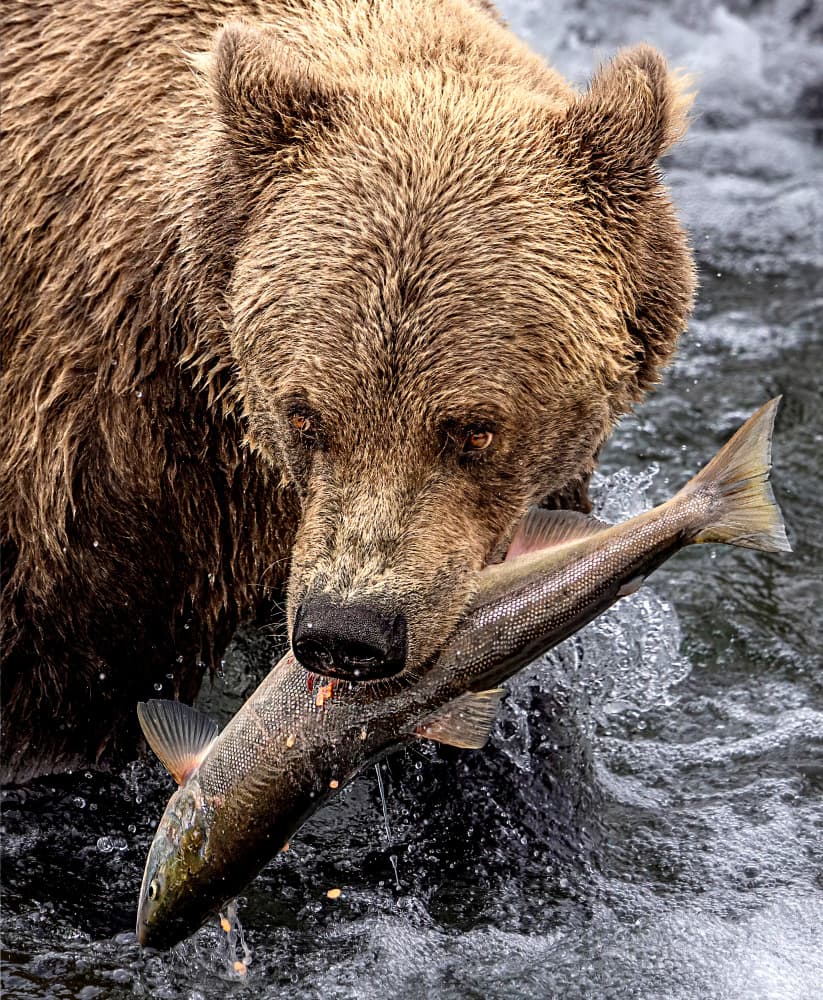 Bear Catches Salmon by Jie Jin — canvas wall art
