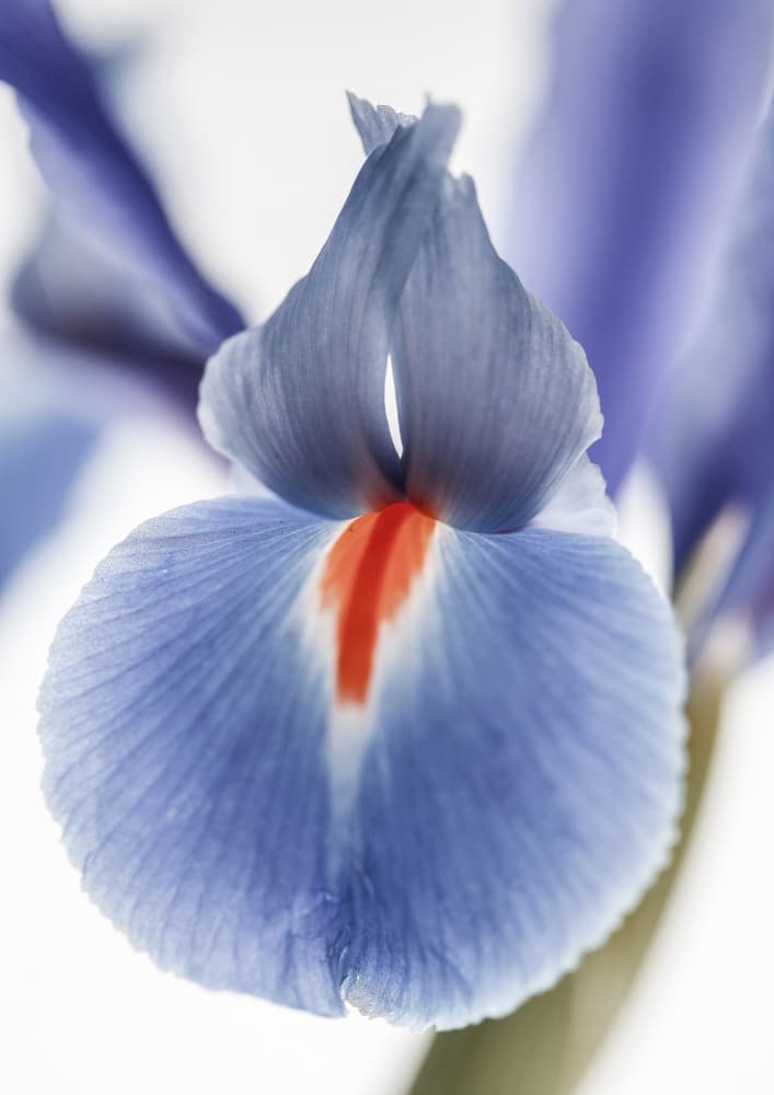 Blossom Whisper by Shot by Clint — canvas wall art