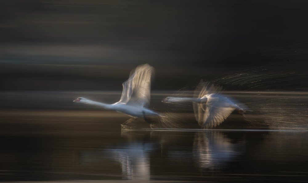 Swans in Motion by Joan Zhang — canvas wall art