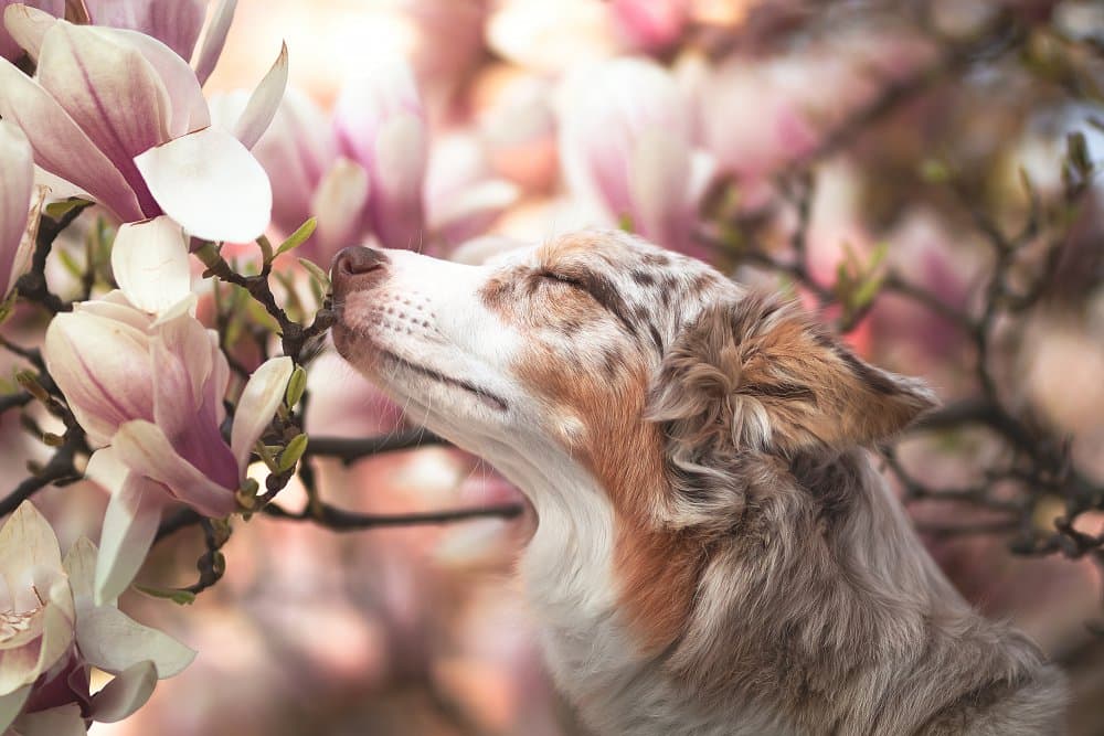 Happy Dog Magnolia Bloom by Ve Shandor — canvas wall art