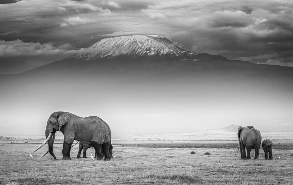 Elephants of Kilimanjaro by Jeffrey C. Sink — canvas wall art