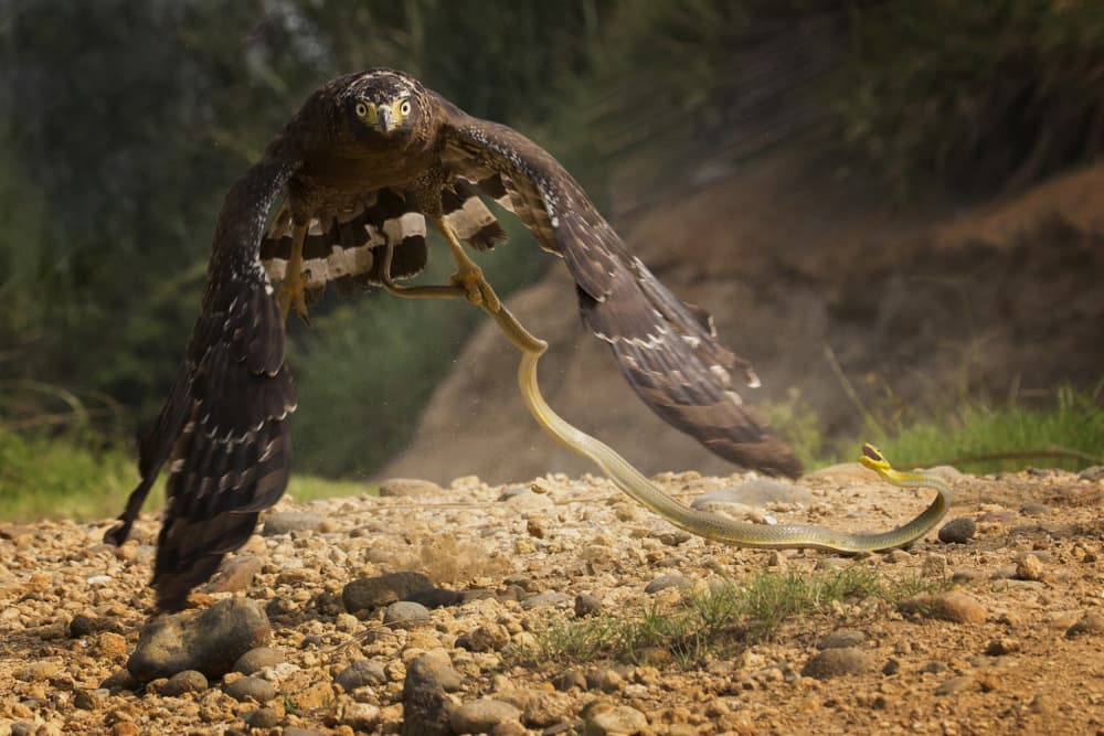 Eagle Catches Snake by Angela Muliani Hartojo — canvas wall art