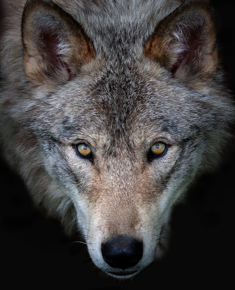 Intense Wolf Gaze by Jim Cumming — canvas wall art