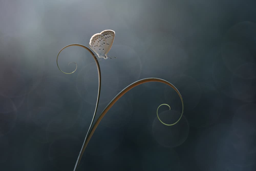 Elegant Butterfly Spiral by Edy Pamungkas — canvas wall art