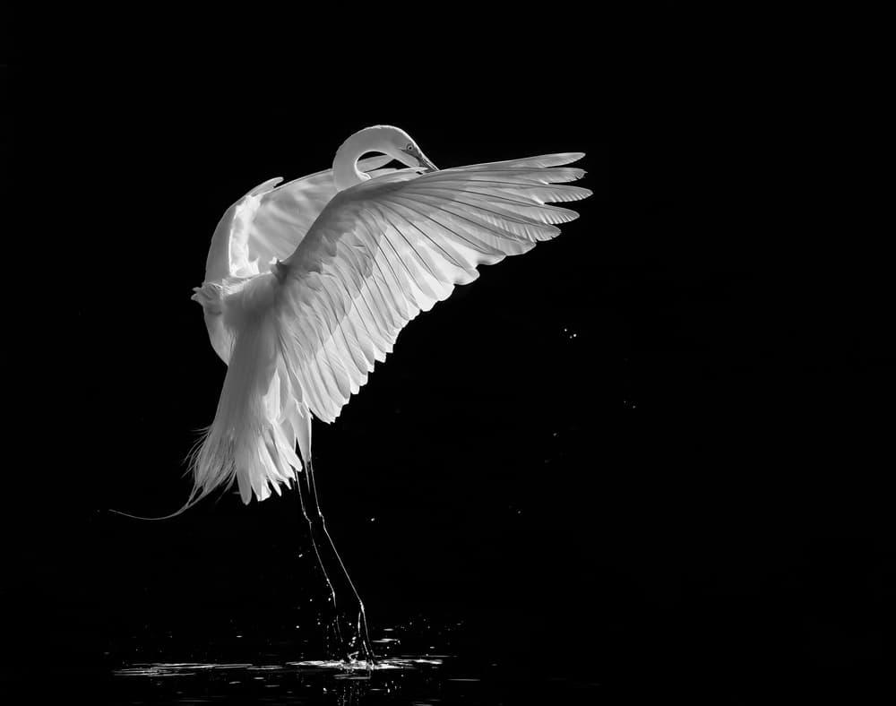 Graceful Egret Landing by Kevin Wang — canvas wall art