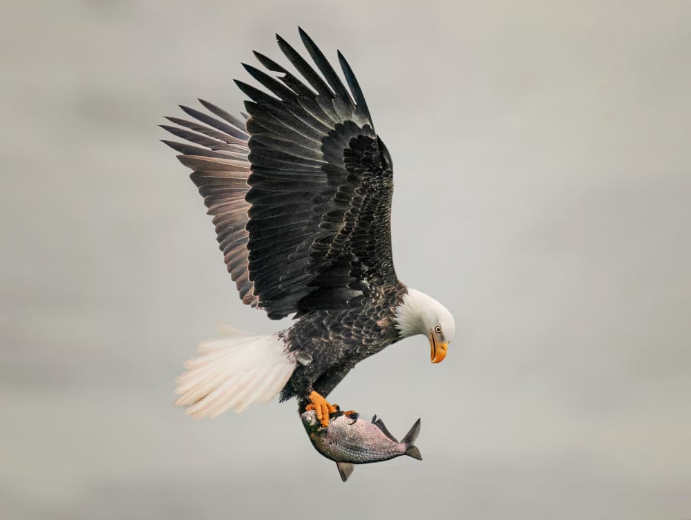 Bald Eagle Fishing by Yuan Su — canvas wall art