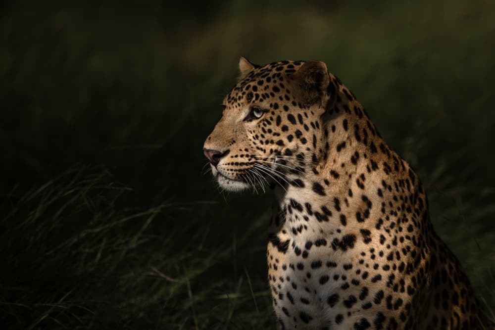 Wild Leopard Profile by Lokesh Kumar Rastogi — canvas wall art