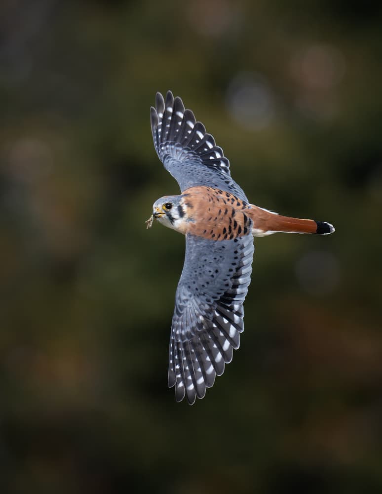 Flying Kestrel With Prey by Max Wang — canvas wall art