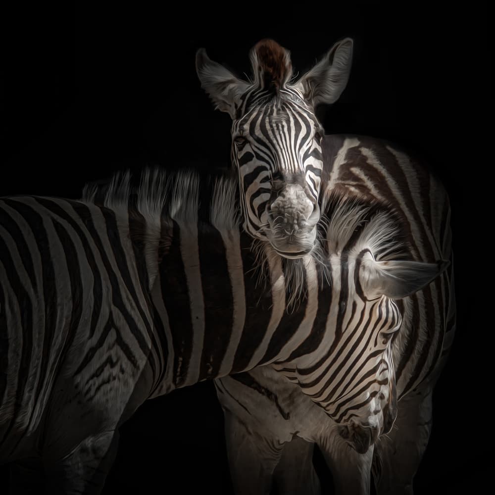 Zebra Connection by Jörg  Vollrath — canvas wall art