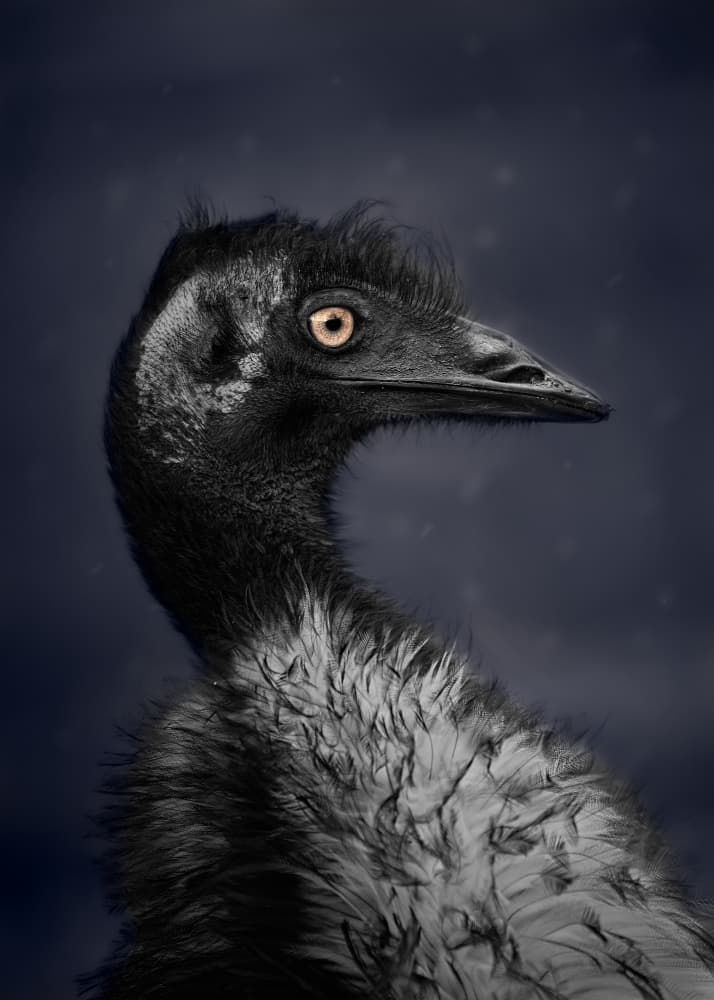 Striking Emu Portrait by Kaisyakuji Yushi — canvas wall art