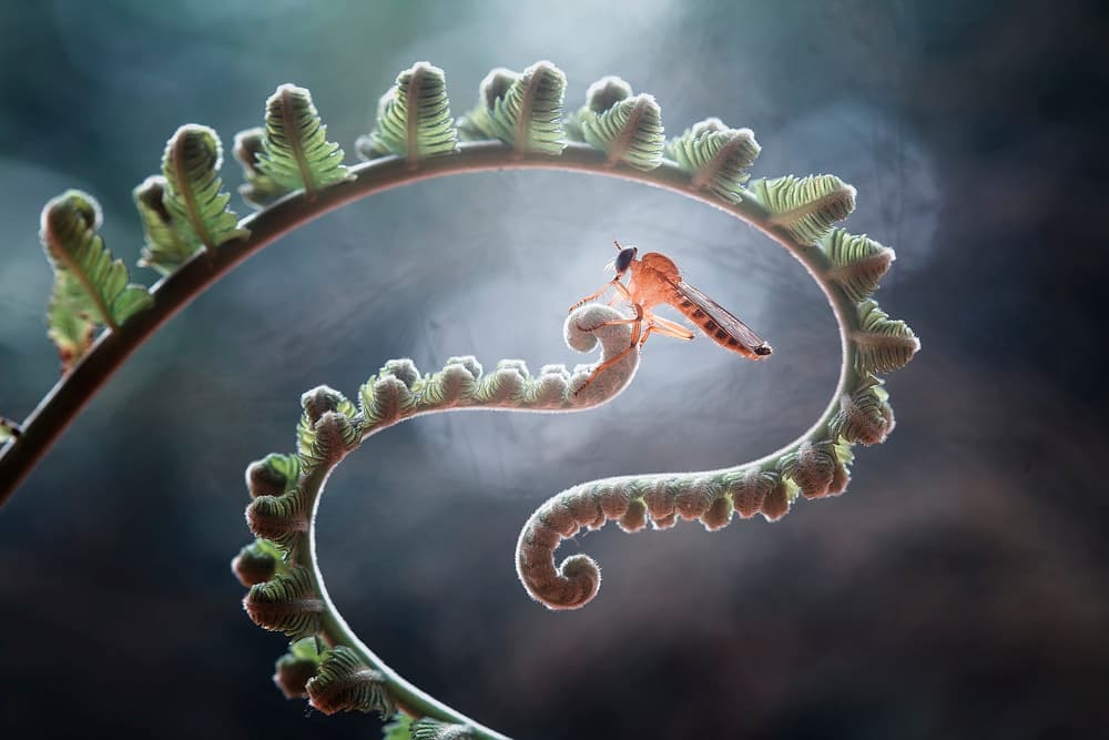 Nature's Delicate Spiral by Abdul Gapur Dayak — canvas wall art