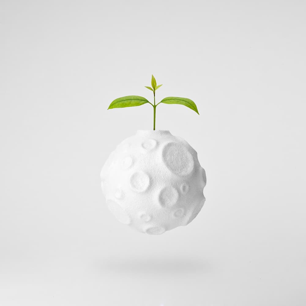 Moon Sprout by Jose María Frutos Vargas — canvas wall art