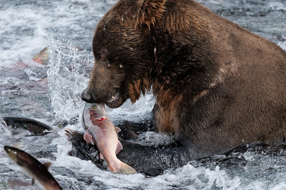 Grizzly Bear Catches Salmon by Ken Liang — canvas wall art
