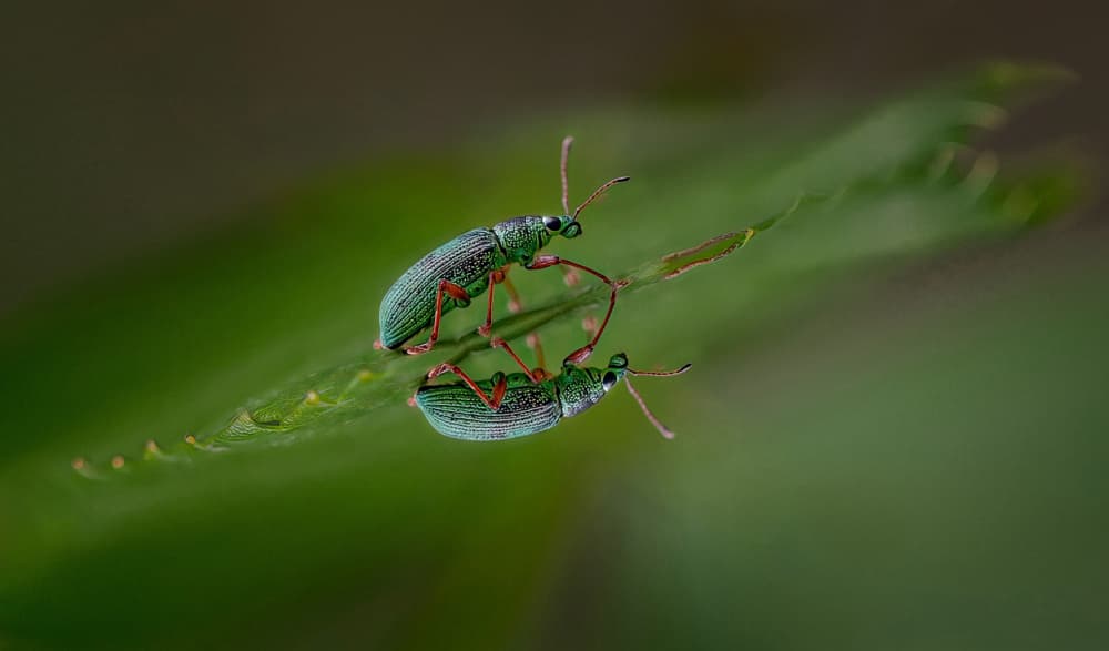 Mating Green Beetles by Molly Fu APA — canvas wall art