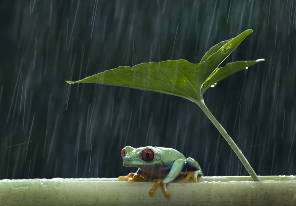 Tree Frog In Rain by Rawisyah Aditya — canvas wall art