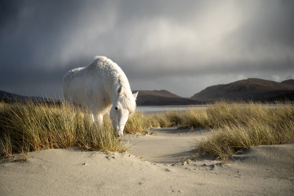 Wild Horse Coastal Dunes by Ulrike Eisenmann — canvas wall art