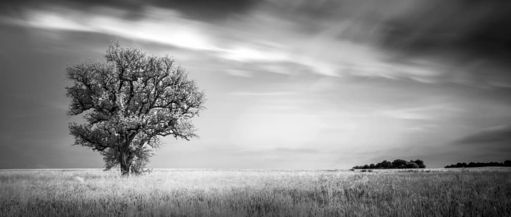 Solitary Tree Landscape by av peteghium — canvas wall art