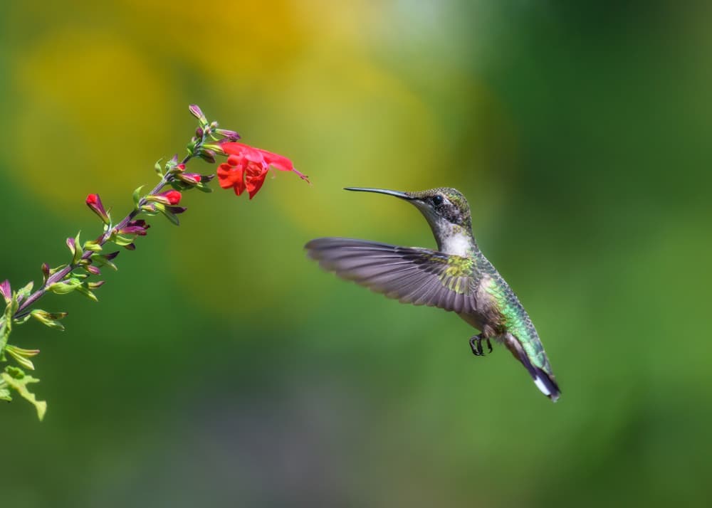 Hummingbird Nectar Sip by Li Chen — canvas wall art