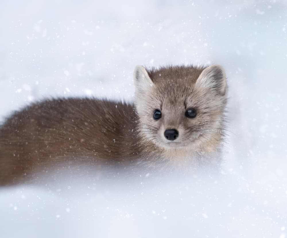 Adorable Winter Marten by Emma Zhao — canvas wall art