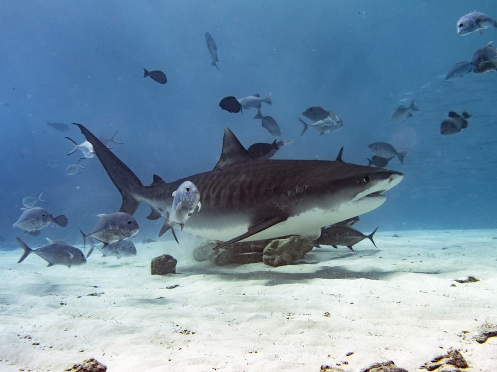 Underwater Tiger Shark by Ilan Ben Tov — canvas wall art