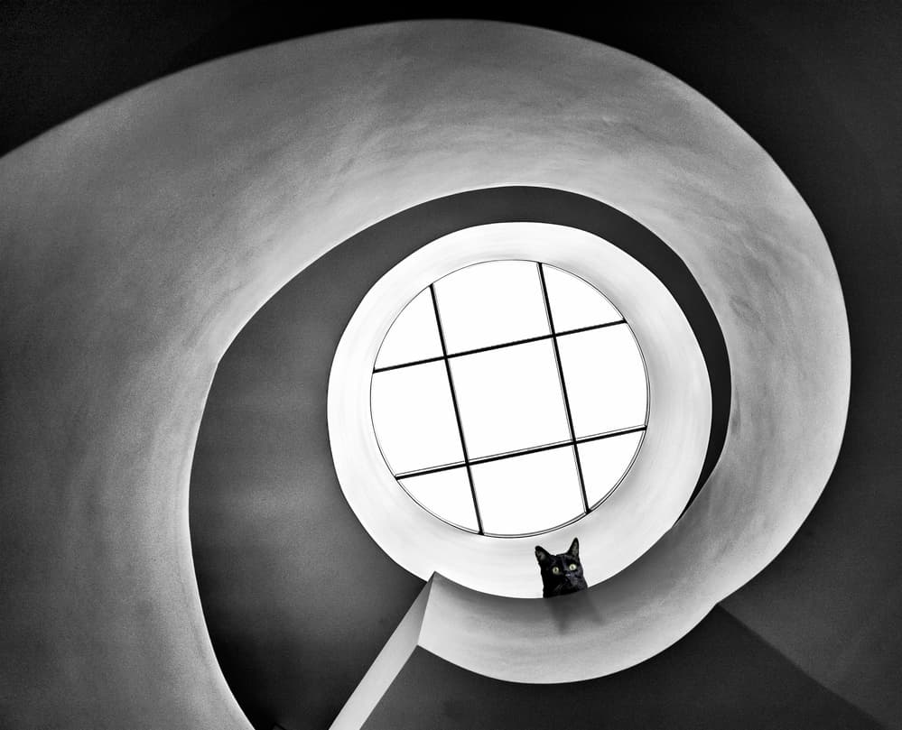Curious Cat Spiral Staircase by Reibl Klaus — canvas wall art
