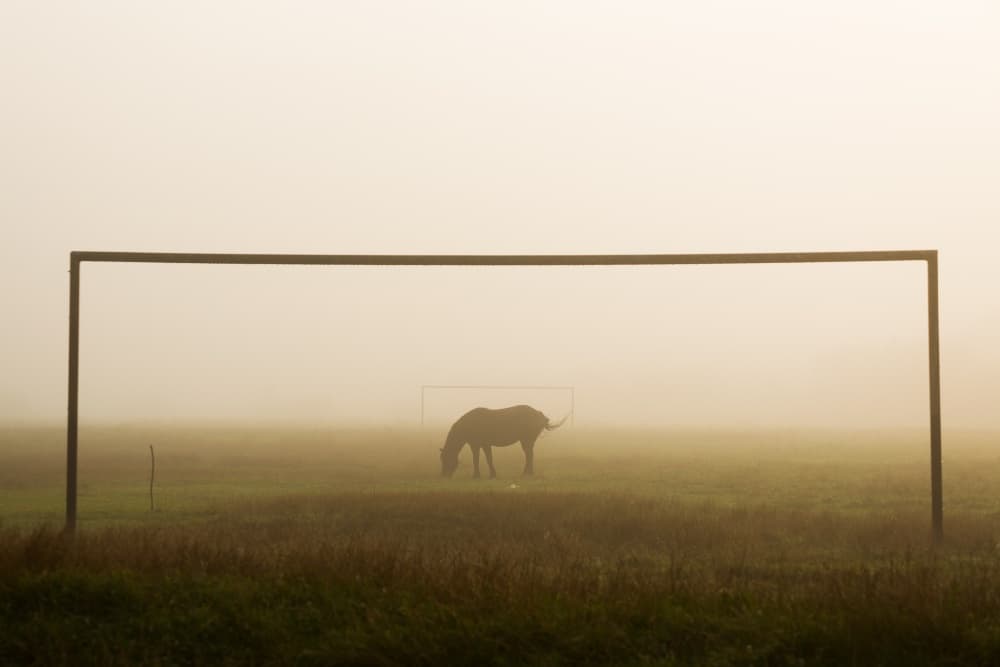 Misty Morning Horse Goal by Ovidiu Satmari — canvas wall art