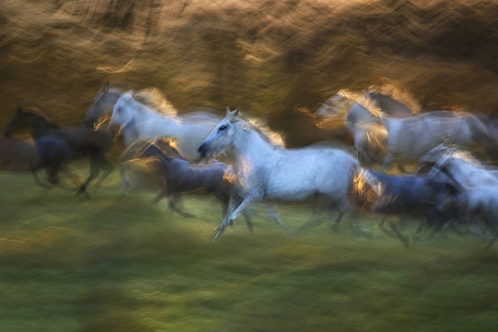 Wild Horses Galloping by Milan Malovrh — canvas wall art