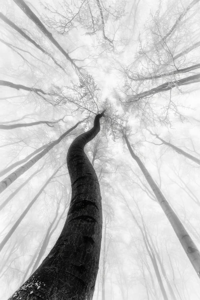 The winter by Tom Pavlasek — canvas wall art