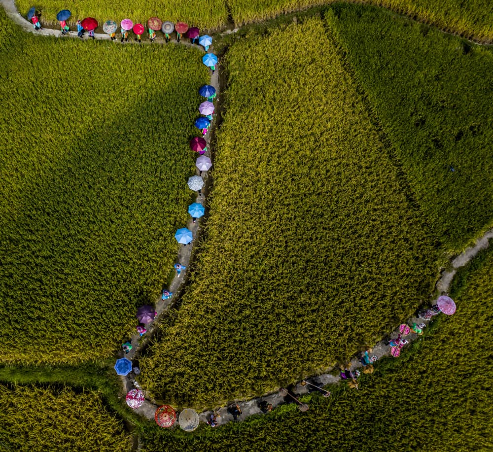 Colorful Umbrellas Over Rice Fields by Ovi D. Pop — canvas wall art