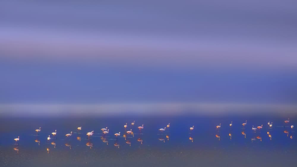 Pink Flamingos Reflections by Phillip Chang — canvas wall art