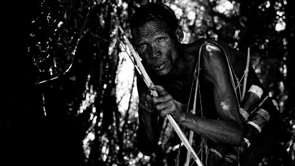 Watchful Forest Hunter by Goran Jovic — canvas wall art