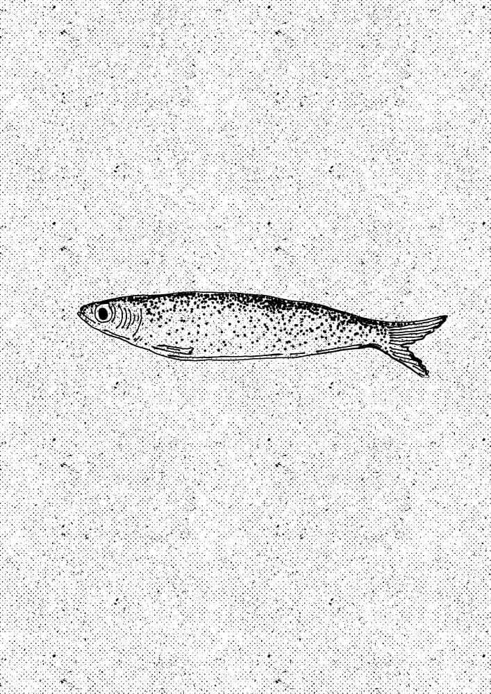 Simple Sardine Drawing