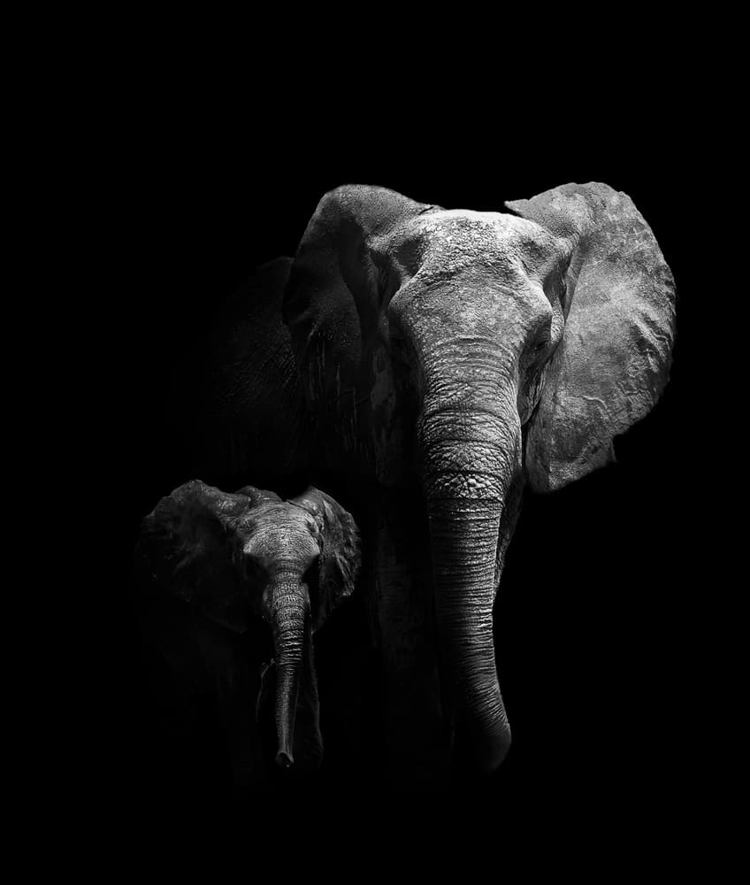 Mother And Child Elephants by WildPhotoArt — canvas wall art