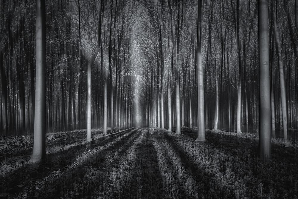 Forest Path Shadows by Jingshu Zhu — canvas wall art