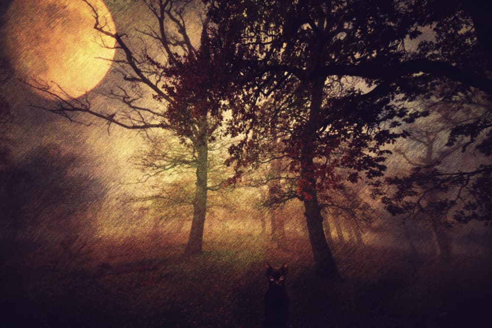 Moonlit Forest Black Cat by Robert Fabrowski — canvas wall art