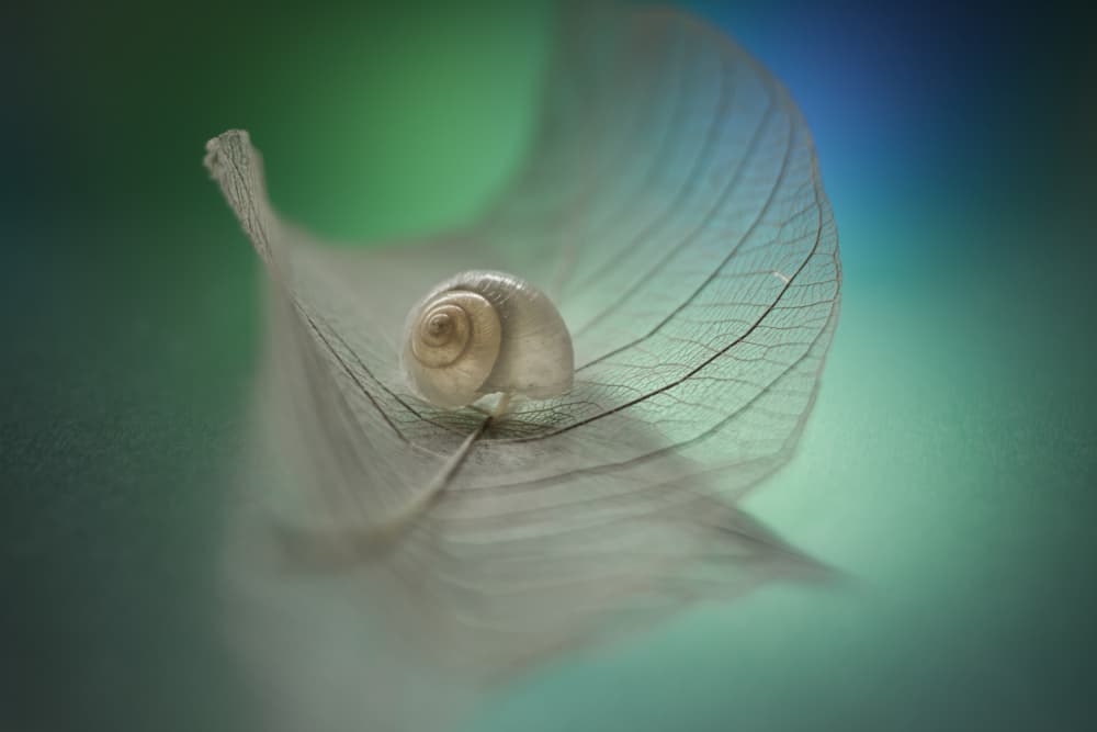 Ethereal Snail Shell by Shihya Kowatari — canvas wall art